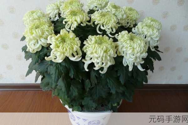后面菊花开过和没开过的区别:1. 菊花绽放与否:生命力的不同表现