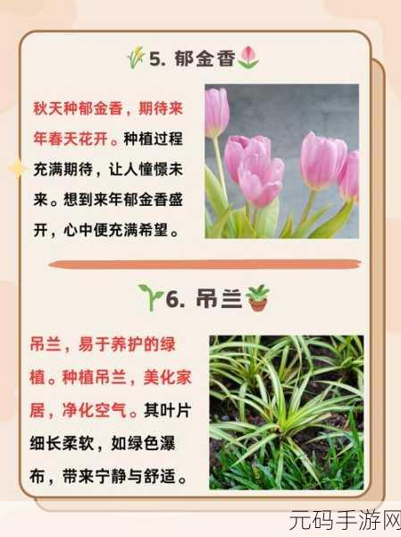 后面菊花开过和没开过的区别:1. 菊花绽放与否:生命力的不同表现