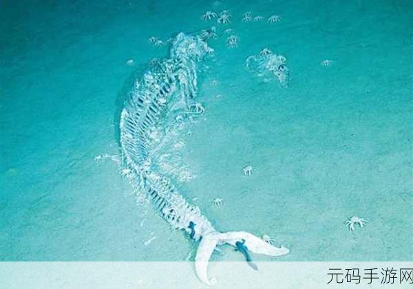 塞尔达传说王国之泪鲸鱼化石探秘,解锁古老巨鲸的秘密