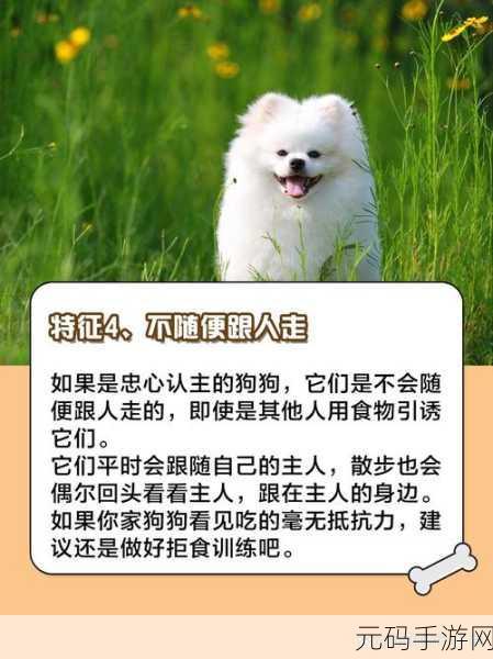 狗狗配人怎么配:1. 如何根据狗狗性格选择最合适的主人
