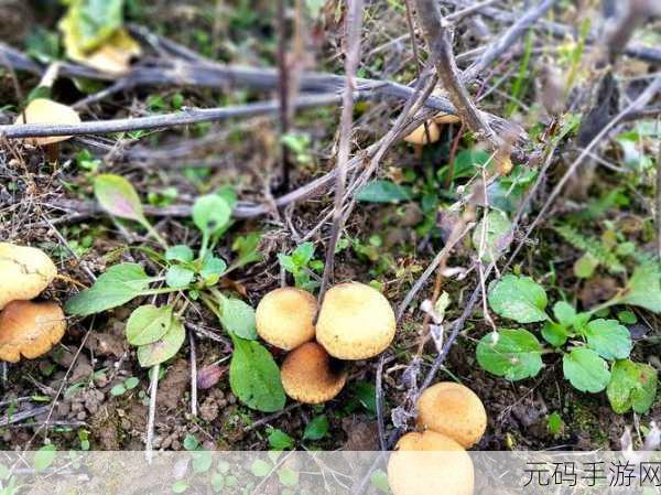 51吃瓜.world戴璐蘑菇让人们体验到了探险和挑战的乐趣：1. ＂戴璐蘑菇：探险与挑战的奇妙体验之旅