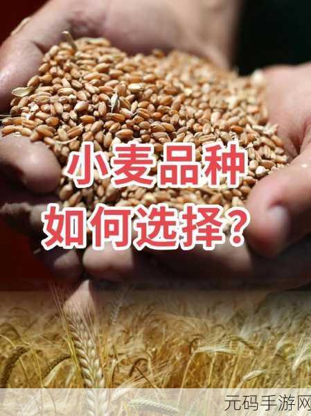 抵债的朋友麦子3和普通版对比：1. ＂麦子3：抵债新选择，超越普通版的优势