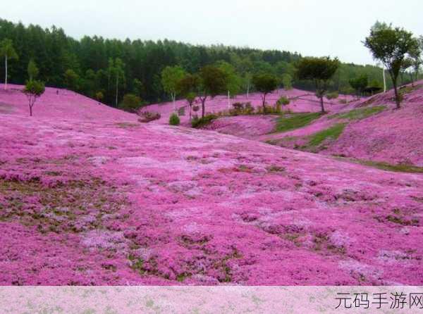 樱花草在线社区www：1. 探索樱花草在线社区的无限可能与乐趣