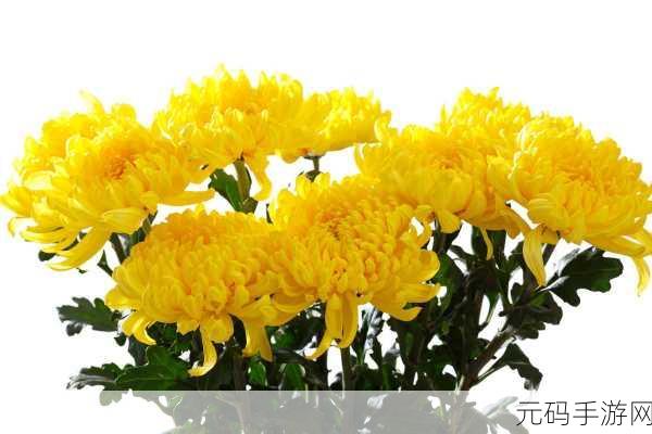 菊花放一支笔：1. 《秋日菊花映衬下的书写灵感