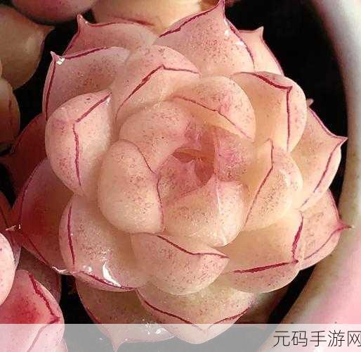 皇家共享小公主多肉养护方法：1. ＂皇家共享小公主：多肉植物养护全攻略