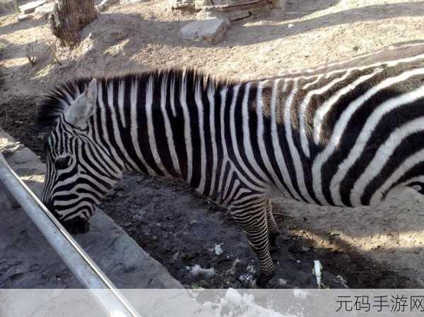 美国Zoom动物园：1. ＂探索Zoom动物园：虚拟世界中的野生奇观