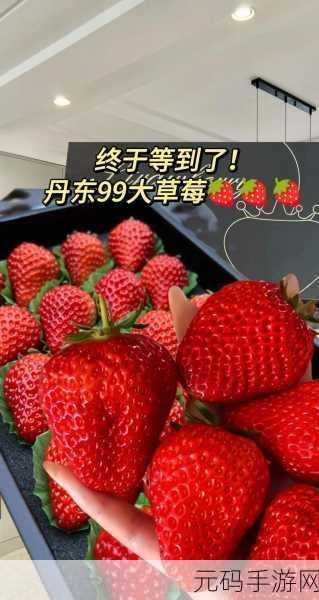 蜜丝婷大草莓VS小草莓：1. 蜜丝婷大草莓与小草莓的魅力对决
