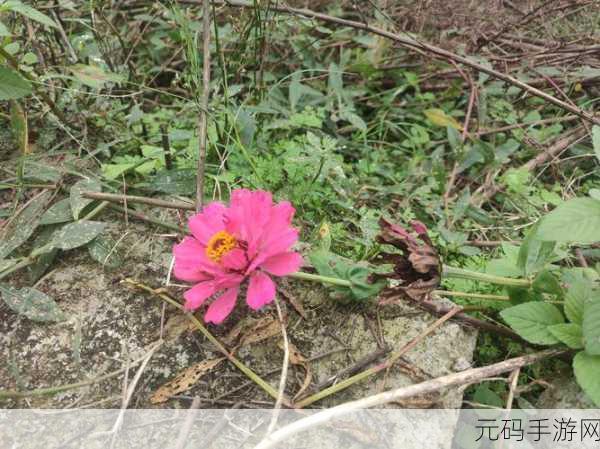 野花社区WWW在线高清观看:当然可以,以下是一些与“野花社区WWW在线高清观看”相关的扩展
