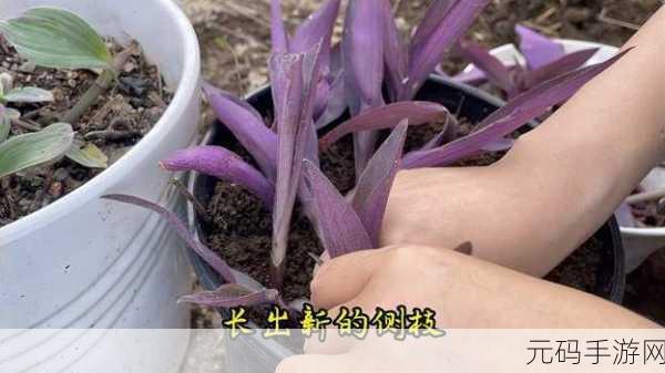 扦插BB技术的最新优势与好处:1. 扦插BB技术:提升植物繁殖效率的新方法