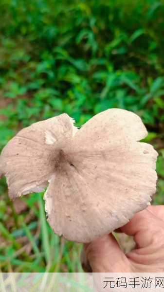中国新疆XXXXXL19D蘑菇：1. 新疆XXXXXL19D蘑菇的独特生长环境研究