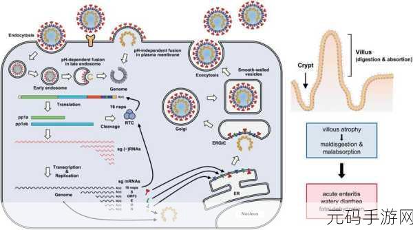 人与猪的DNA:揭秘人与猪DNA的相似性及其生物学意义