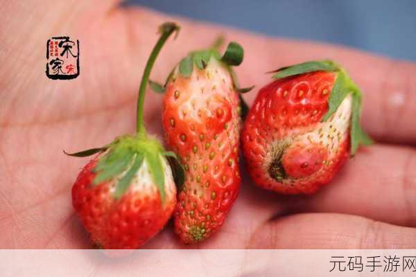 蜜丝婷大草莓与小草莓对比:1. 大草莓与小草莓:甜美滋味的全面对比解析
