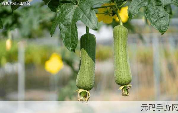 草莓视频无限看丝瓜视频丝瓜视在线观看视频：1. 草莓视频带你畅享丝瓜无限观看体验