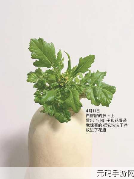 萝卜又叫黄9·18：1. 萝卜背后的故事：黄9·18的历史渊源