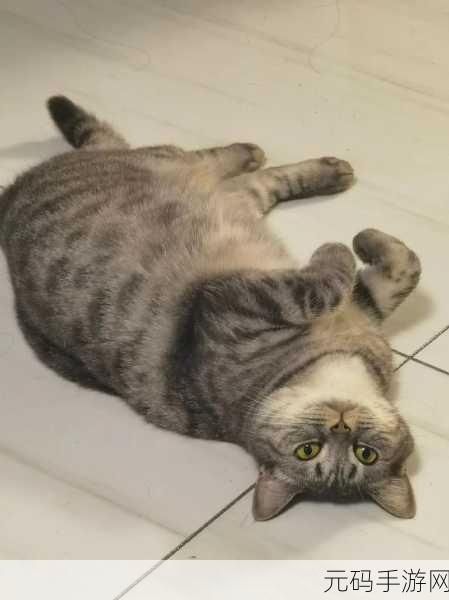 种子猫:1. 从种子猫看养宠物的乐趣与挑战