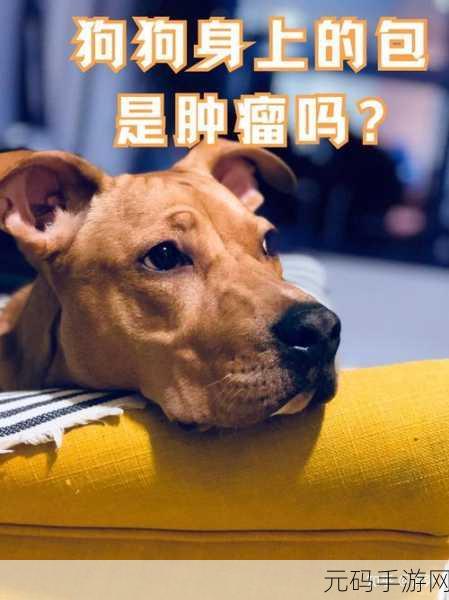 狗狗的东西又硬又长怎么办:1. 如何有效应对狗狗的硬质异物问题