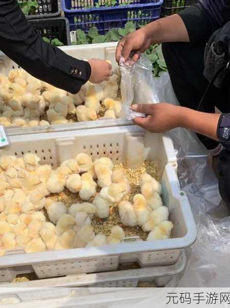 我里小鸡硬邦邦前一句怎么说:好的,以下是一些基于“我里小鸡硬邦邦”前一句的拓展