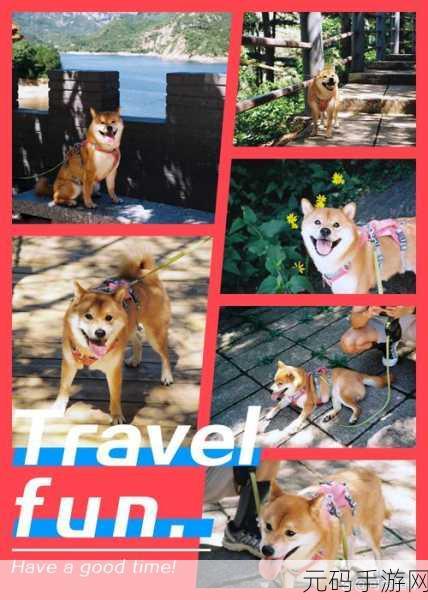 人ZOOM狗狗：1. ZOOM狗狗：与你的爱犬共享美好时光