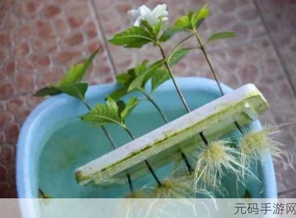 欧式72种扦插法的注意事项:1. 深入解析欧式72种扦插法的成功秘笈