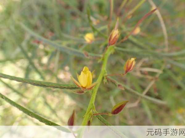含羞草经典影视歌曲青春的忆影视：1. 青春的回忆：含羞草下的岁月如歌