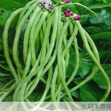 草莓丝瓜榴莲秋葵:1. 夏季水果与蔬菜的奇妙搭配