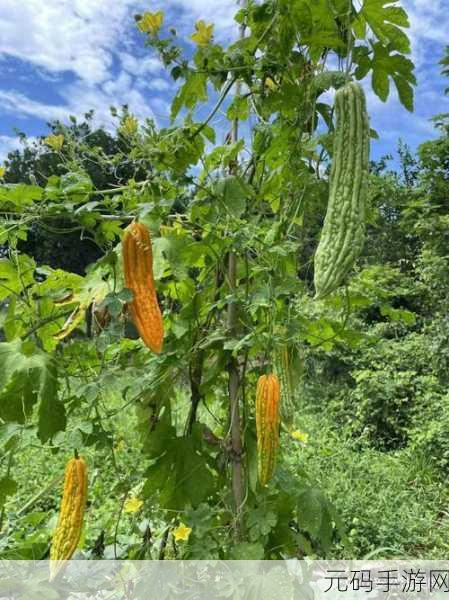 草莓丝瓜榴莲秋葵:1. 夏季水果与蔬菜的奇妙搭配