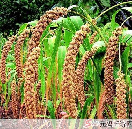 麻豆精产国品一二三产区区农民：1. 打造麻豆精产国品，助力三农发展新模式