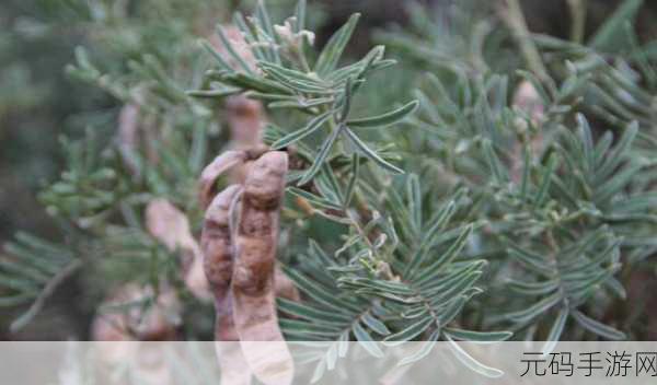 麻豆一二三产区区别：1. ＂探索麻豆一二三产区的独特风土与气候差异