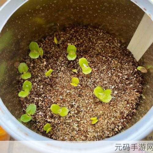 含羞草实验室隐藏路线：1. 含羞草实验室：探索隐藏路线的神秘之旅