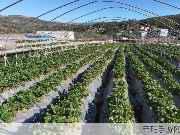 蜜丝婷大草莓以及小草莓比较:1. 蜜丝婷大草莓与小草莓的美丽对比