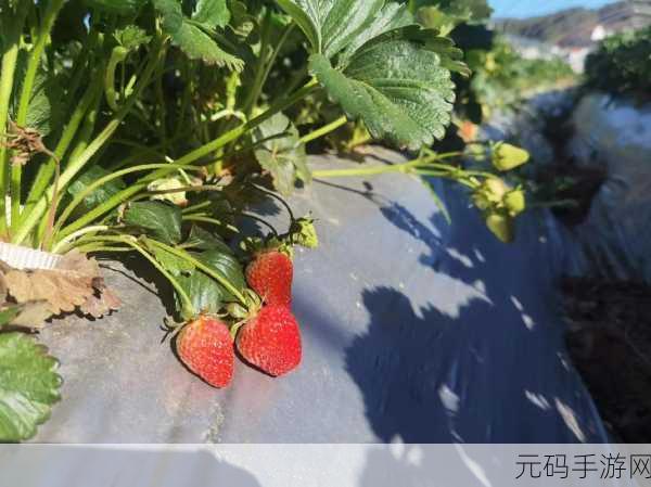 蜜丝婷大草莓以及小草莓比较:1. 蜜丝婷大草莓与小草莓的美丽对比