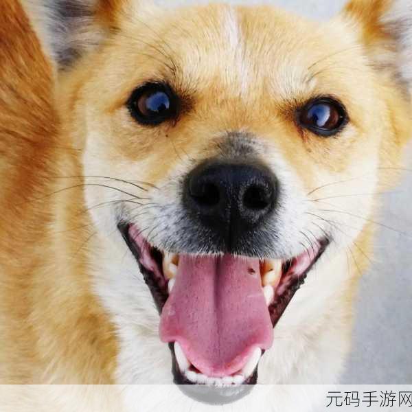 舌头往下舔到一个硬硬的包疼痛:舌头舔到硬块引发的疼痛:潜在原因与解决方案
