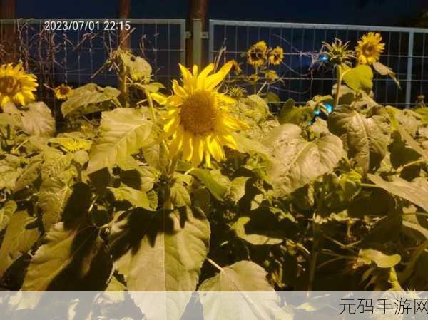 草莓榴莲向日葵18岁深夜释放：1. 深夜的草莓榴莲：青春与梦想的交汇