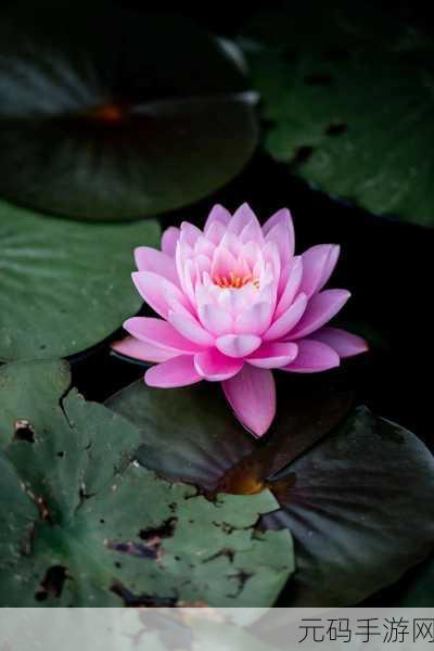 女人的哪个部位称莲花：1. ＂莲花盛开：女性魅力的象征与内涵