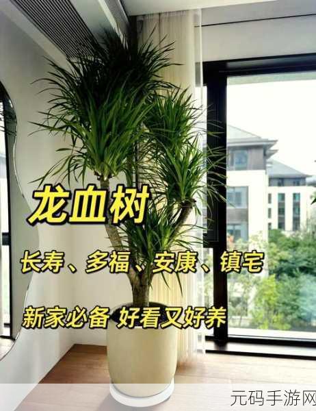 迷你世界,探寻龙血树的神秘所在与制作之法