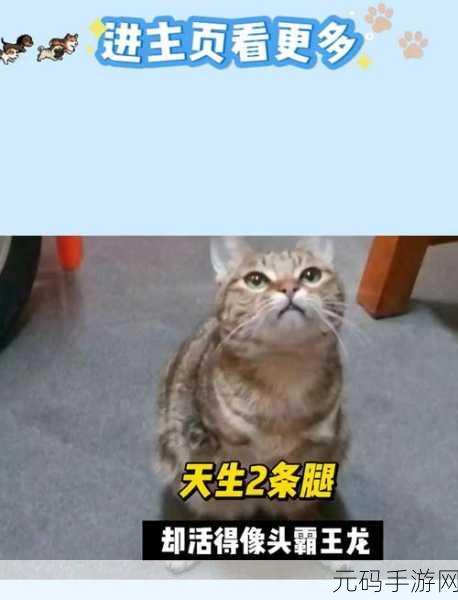 暖心之作我家的猫咪有残疾,一场虐心与温情交织的冒险之旅