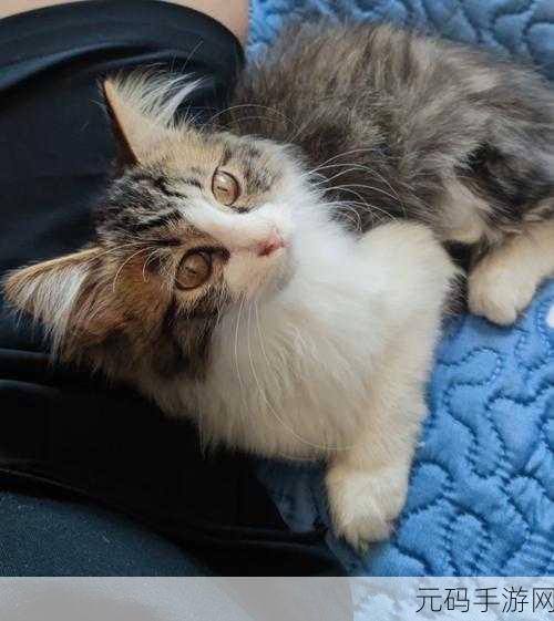 暖心之作我家的猫咪有残疾,一场虐心与温情交织的冒险之旅
