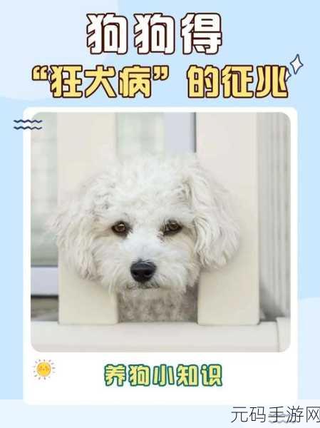 人狗胶配方大全及功效说明书：1. 探索人狗胶的多重功效与应用