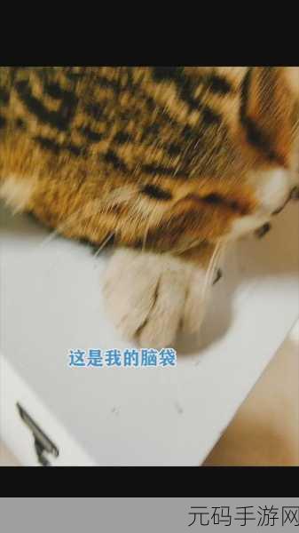 萌宠来袭!我的皮皮猫猫咪养成手游正式上线,快来领养你的专属喵星人