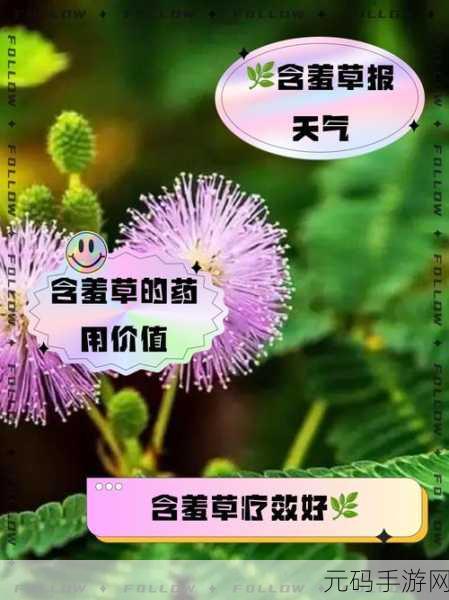含羞草传媒2024隐藏线路:1. 含羞草传媒2024:探索新兴市场的无限可能