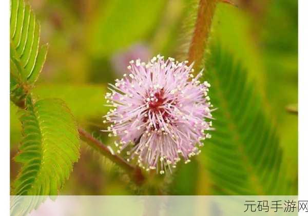 含羞草传媒2024隐藏线路:1. 含羞草传媒2024:探索新兴市场的无限可能