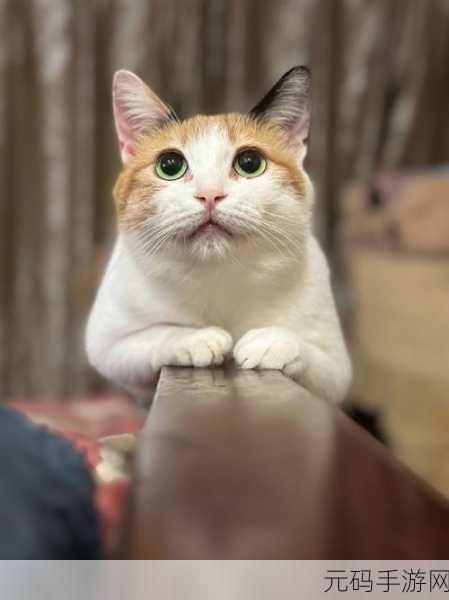 萌宠治愈新篇章，猫猫生活3.0.51正式版暖心上线，打造你的专属喵星人乐园