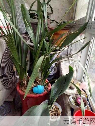 多福花园,种花养草也能领现金,创新休闲游戏掀起赚钱新风尚