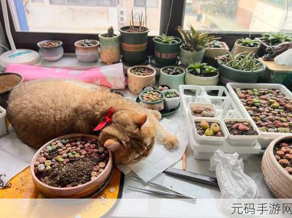 需要妈妈播种 美国:当然可以!以下是一些关于“根据需要妈妈播种”主题的标题建议,每个标题都不少于10个字:
