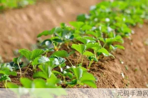草莓视频二维码下载链接:1. "畅享草莓视频,扫码轻松下载无限精彩