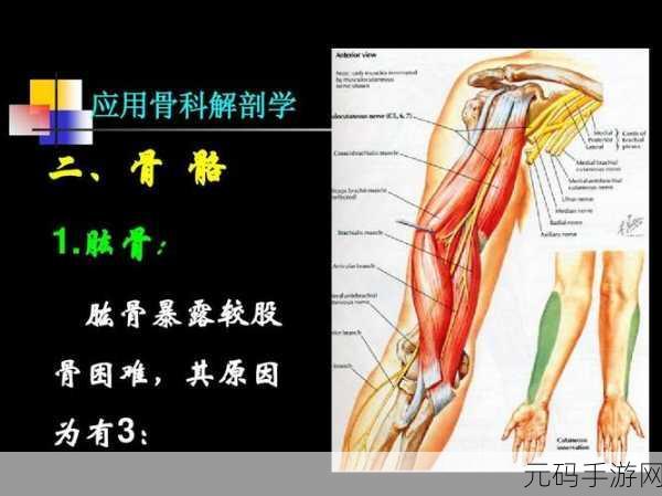 野骨骨科1 v1：以下是一些基于“野骨骨科1 v1”的扩展