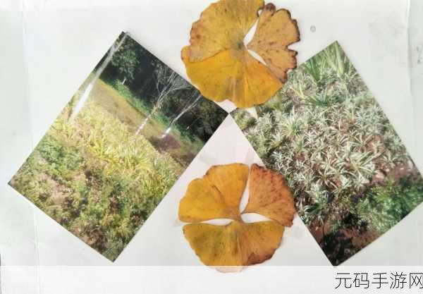 绿巨人聚宝阁：1. 绿巨人聚宝阁：神秘财富的探寻之旅