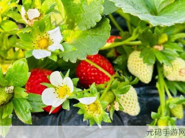 草莓视频啪啪：1. 草莓视频：激情四射的私人时光