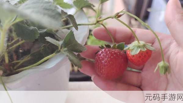 草莓视频西瓜视频小猪视频:1. 草莓视频:探索甜蜜生活的每一刻
