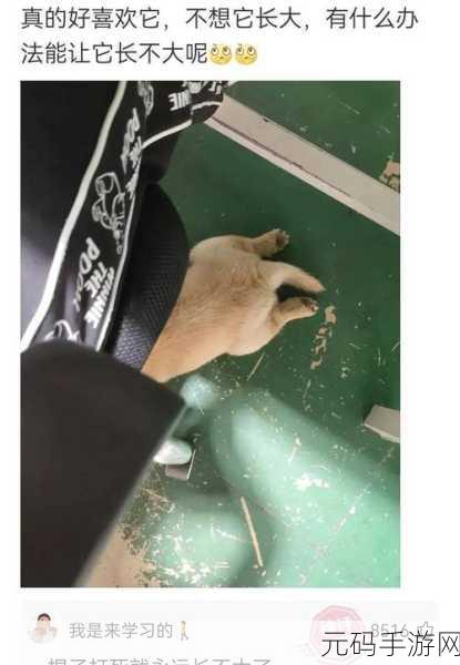 911爆料八卦有理吃瓜无罪狗头：1. 911爆料内幕大揭秘，八卦无罪惹人瞩目！